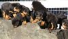Adorable AKC Rott Puppies