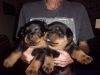 Beautiful male and female rottweiler puppies !!
