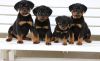 Well Socialized Active German Rottweiler Puppies