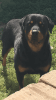 Male German Rottweiler for stud