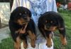 GORGEOUS male and female Rottweiler Puppies