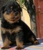Last Male Rottweilers Pup