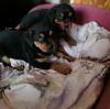 Rottweillers For Sale