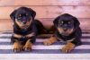 Rottweiler Puppies looking for new home.