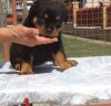 Beautiful Rottweiler puppies Ready To Go Now