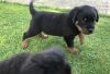 German Rottweiler Puppies For Sale