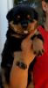 Male and female Rottweiler puppies available