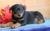 Friendly Rottweiler Puppies Available