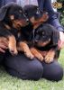 Charming Rottweiler Puppies for sale