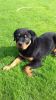 Stunning Rottweiler Puppies, Ready To Be Viewed