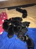 Gorgeous Rottweiler Puppies for sale