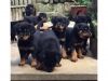 Rottweiler puppies Ready now