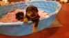 Akc German rottweilers puppies / Papers