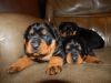 Rottweiler puppies 11 weeks old and ready for their new homes
