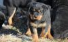 Imported German Rottweiler Puppies