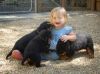 Outstanding Rottweiler Puppies Available