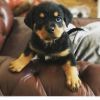 Male Rottweiler Puppy For Sale H