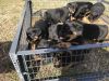 Valentine AKC Rottweiler puppies
