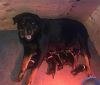 AKC ROTTWEILERS puppies