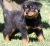 Rottweiler Puppies Available For Adoption