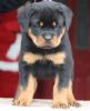 Lovely Rottweiler Puppies Ready