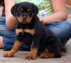 Litter of Male and female Rottweiler Puppies For Sale
