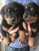 Intelligent German Rottweiler Puppies For Sale