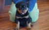 Intelligent Rottweiler puppies available for adoption