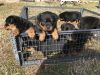 Akc Rottweilers Pups for sale