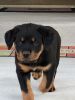 McKoy’s Rottweilers
