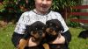 Beautiful Kc Registered Rottweiler Puppies