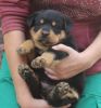 Rottweiler Kc Puppies For Sale