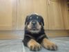 Fantastic Litter Of Large Rottweiler Puppies