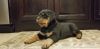 Rottweiler puppies looking for love.