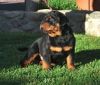lovely rottweiler puppies for adoption