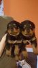 Rottweiler Puppies male and females