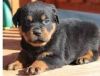 Akc rottweiler puppies For Sale!