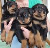 Beautiful German Rottweiler Puppies