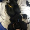 German Rottweilers for Sale