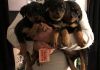 AKC pedigree Rottweiler puppies. Text (xxx) xxx-xxx7