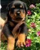 We have AKC CH. Bloodline Rottweiler puppies