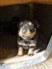 Full Blooded German Rottweiler Puppies