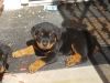 have a beautiful litter of Full Blooded German Rottweiler Puppies