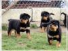AKC Registered Rottweiler Puppies