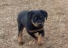 Perfect Rottweiler puppies for sale For Family Homes