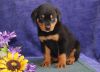 Charming Akc Male& female Rottweiler Puppies For Sale.