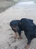 Rottweiler For Sale 3 years old AKC