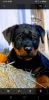 AKC GERMAN ROTTWEILER PUPPIES GREAT TEMPERMENTS & BEAUTIFUL BLOODLINES