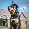 German Rotti for sale... 7month old male