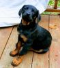 Male Rottweiler Puppies